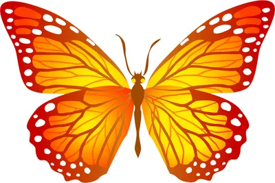 бабочка летящая набор красочные нарисованные бабочки летать коллекция мо  крылья насекомые Иллюстрация вектора - иллюстрации насчитывающей график,  различно: 217995284