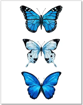 рисунок Бабочка черно белое Чёрное PNG , рисунок бабочки, рисунок крысы,  рисунок мухи PNG картинки и пнг PSD рисунок для бесплатной загрузки