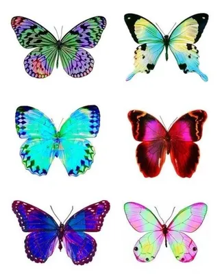 Картинки бабочки красивые нарисованные цветные - 79 фото