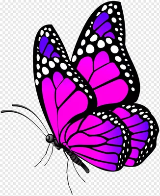 Как нарисовать бабочку / Рисуем и раскрашиваем бабочку для детей |  Раскраски малышам #7 - YouTube