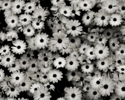 Красивые черно-белые картинки (45 фото)