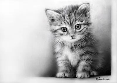 Котенок черно белый рисунок - 73 фото