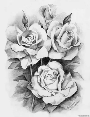 Красивые черно белые картинки цветы
