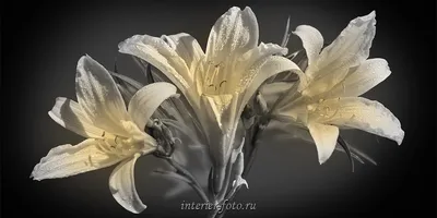 Красивые цветы, черно-белый источник и гладкий фон Селективная фокусировка  Стоковое Изображение - изображение насчитывающей красивейшее, конец:  156960803