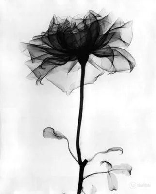 Красивые черно-белые цветы в лесу Стоковое Изображение - изображение  насчитывающей горяче, конец: 180422273
