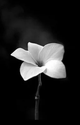 Черно белые цветы - 74 фото