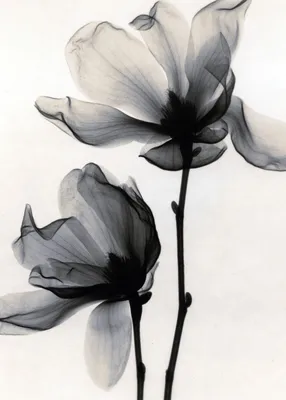 Картинки черно белые цветы красивые (68 фото) » Картинки и статусы про  окружающий мир вокруг