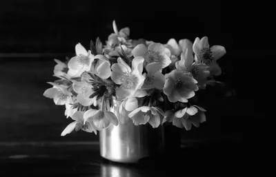 Красивые черно-белые картинки цветы