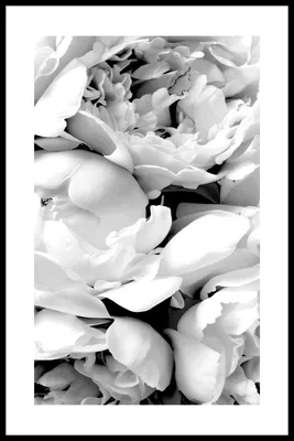 красивый градиент красочные черно-белые розовые цветы дизайн иллюстрации  для обоев на фоне рекламы одежда или логотип Иллюстрация вектора -  иллюстрации насчитывающей обои, логос: 246054503