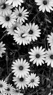 Красивые черно-белые цветы в саду Стоковое Изображение - изображение  насчитывающей живо, весна: 197046133