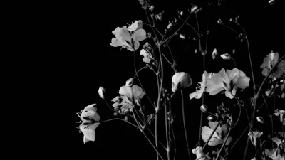 Белые пионы на черном фоне - 83 фото