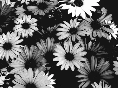 картинки : филиал, цвести, черное и белое, растение, лист, цветок,  лепесток, цветение, весна, монохромный, Флора, черно-белый, вишня в цвету,  Крупным планом, фруктовое дерево, Макросъемка, Монохромная фотография  4752x3168 - - 805465 - красивые картинки ...