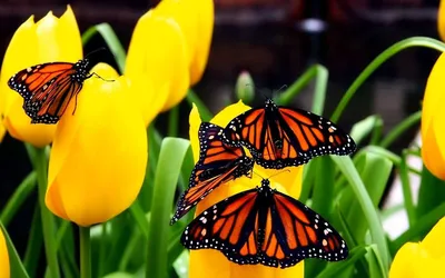 Обои на рабочий стол Красивые яркие бабочки сидят на желтых тюльпанах, обои  для рабочего стола, скачать обои, обои бесплатно