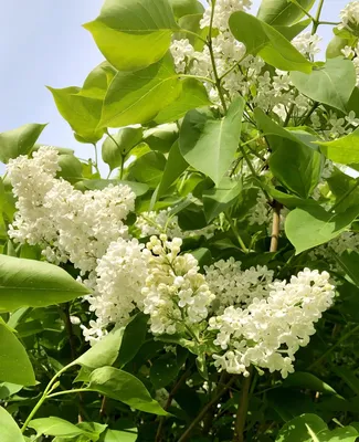 Сирень обыкновенная \"Белая ночь\" (Syringa vulgaris Belaya Noch) -  Лиственные растения весна 2024 года - купить лиственные растения спирея,  кизильник, барбарис, лапчатка.