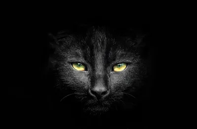 Красивые картинки черные кошки фотографии