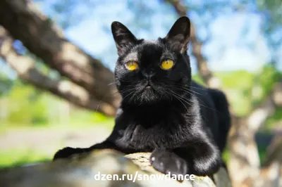 Черная кошка мордочка арт - 65 фото