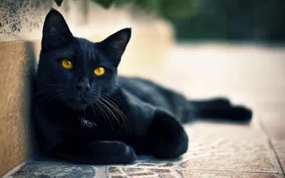 Черные коты, кошки, котята, пантеры: обои, картинки и фото - wallpapers  cats.