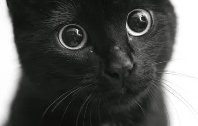 Красивые черных кошек - картинки и фото koshka.top