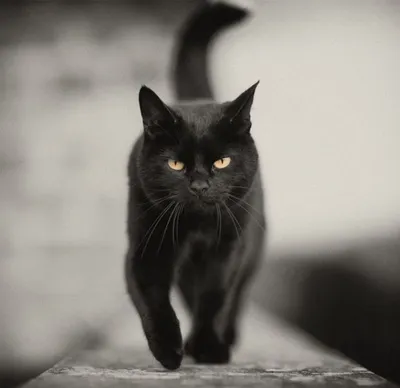 Чёрные кошки-это какой-то отдельный вид искусства! Какие же они красивые!😍  Этой девочке 2,5 месяца. Она ждёт именно тебя! По всем… | Instagram