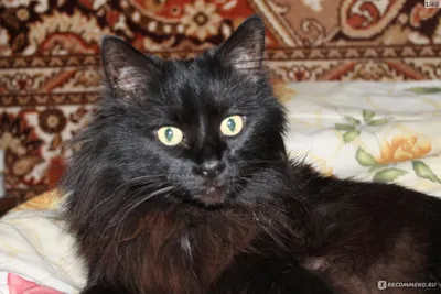 Красивые черные кошки полубританские - 0 грн, купить на ИЗИ (61269878)