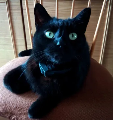 Кто верит в примету что чёрные коты приносят несчастье ??? | Пикабу