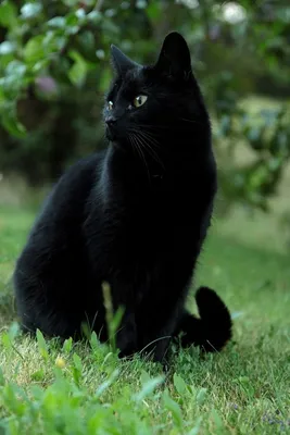 Красивые черные кошки породы Мейн кун | Пикабу
