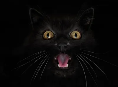 Заставка черный кот - 70 фото