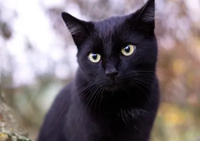 Группа \"Черные коты приносят счастье и удачу! | Красивые кошки, Черная кошка,  Кот