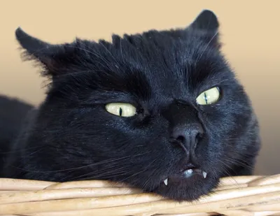Черные кошки осенью - 68 фото