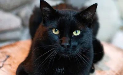 Черная кошка красивые картинки скачать или посмотреть