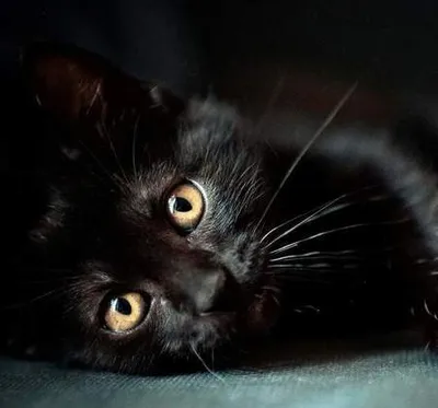 Персидская кошка: все о кошке, плюсы и минусы, кому подойдёт по характеру и  как содержать