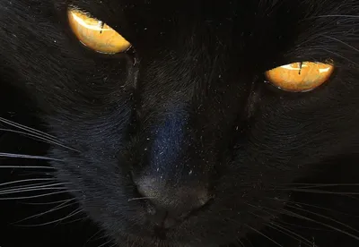 Чёрные кошки. Мистические и необычные животные