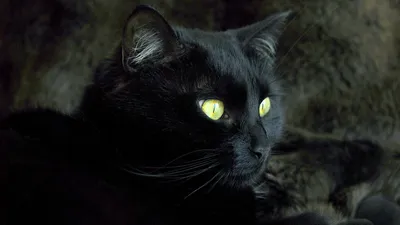Породы черных кошек: самые красивые кошки с черным окрасом