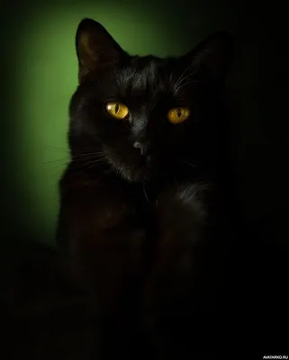 Черный кот с желтыми глазами на черном фоне | Indie outfits winter, Black  cat, Winter grunge