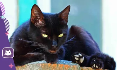 Лучшие фото (200 000+) по запросу «Черная Кошка» · Скачивайте совершенно  бесплатно · Стоковые фото Pexels