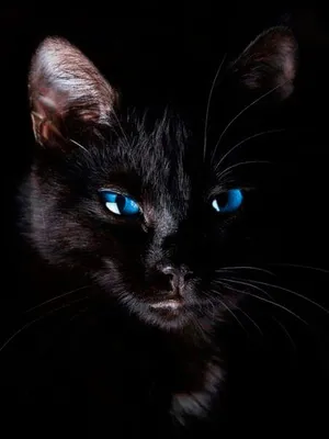 Красивый длинный с волосами черный кот Pussy Стоковое Фото - изображение  насчитывающей волосатый, любимчик: 43056980