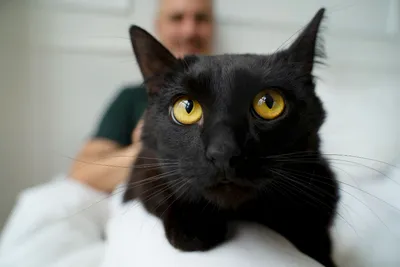 Обои Кошки страшные черные глаза Животные Картинка #308268 Скачать | Обои с  животными, Кошки, Животные