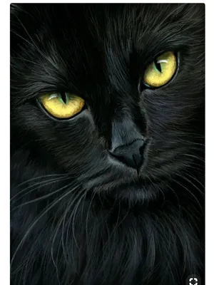 Чёрные кошки. Мистические и необычные животные