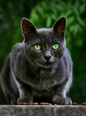 голубые глаза чёрные котята PNG , животное, домашние питомцы, домашняя кошка  PNG картинки и пнг PSD рисунок для бесплатной загрузки