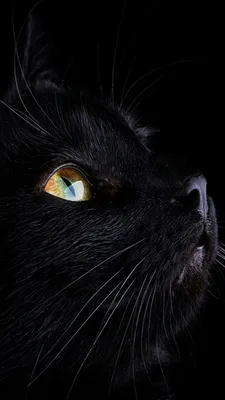Черная кошка с красными глазами - 74 фото