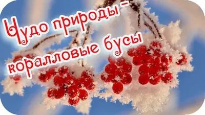 Доброе утро! ❤️Чудо природы - гроздья рябины зимой...❤️Невероятно красиво!❤️Good  morning!❤️ - YouTube