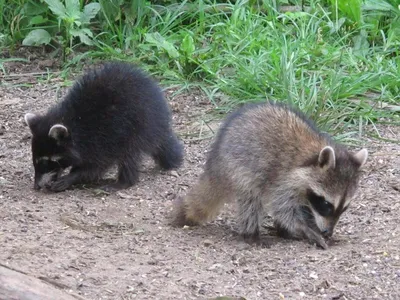 Procyonoides Nyctereutes собаки енота в Казахстане. Красивые дикие животные  в естественных Environmen. Регион атырау. Казахстан. Стоковое Фото -  изображение насчитывающей длиной, волосато: 177783186