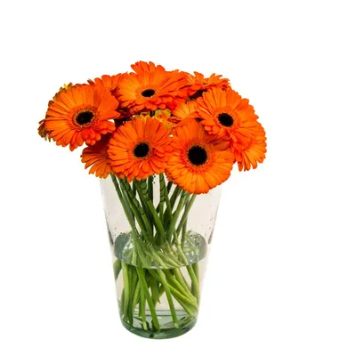 Яркие герберы – цветы с доставкой в Брянске | Iris32