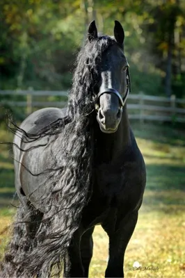 Самый красивый конь в мире (фото, видео)