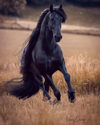 Лучшие лошади - красивые фото