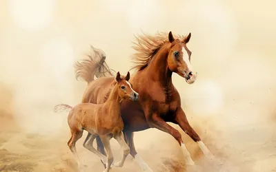 Красивые кони опубликовал пост от 12 июля 2019 в 09:40 | Фотострана | Пост  №1978630358