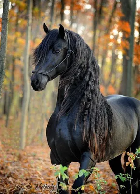 Мощный конь - красивые фото