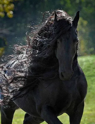 Самый красивый конь в мире (ФОТО): новости, лошадь, красота, фото, домашние  животные