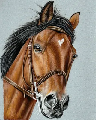 Красивые рисунки коней (25 фото) » Рисунки для срисовки и не только