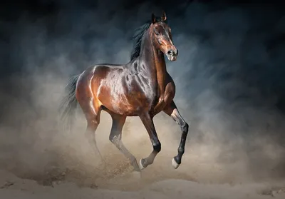 Красивые рисунки коней (25 фото) » Рисунки для срисовки и не только